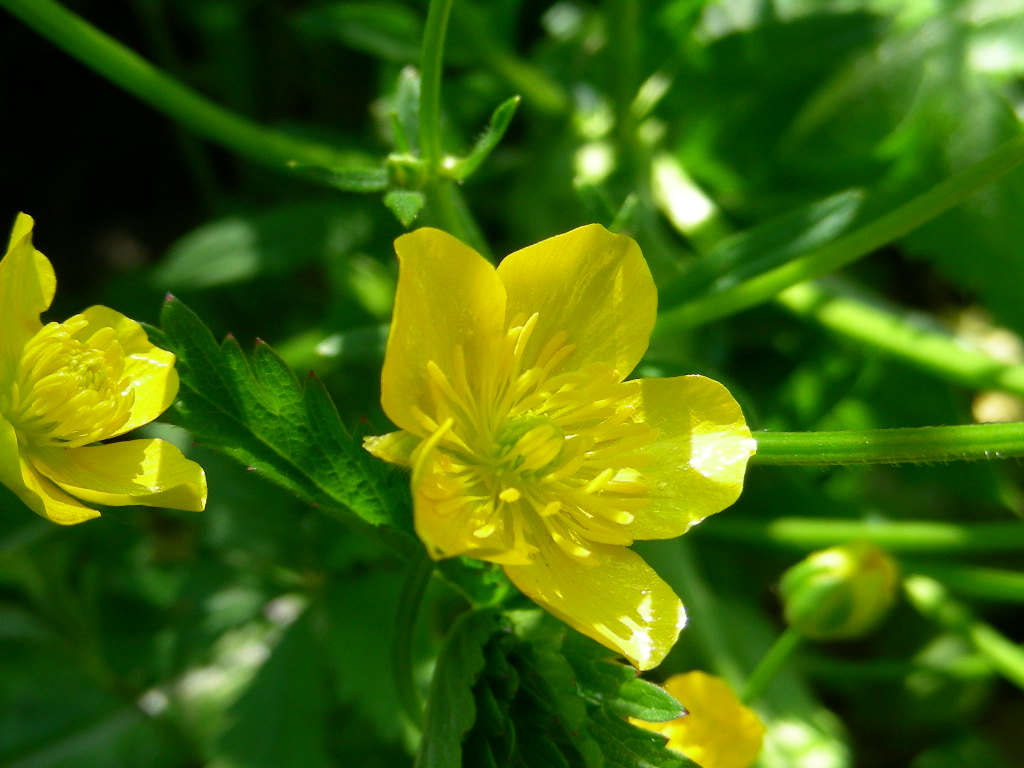 Fasciazione su Ranunculus sp.